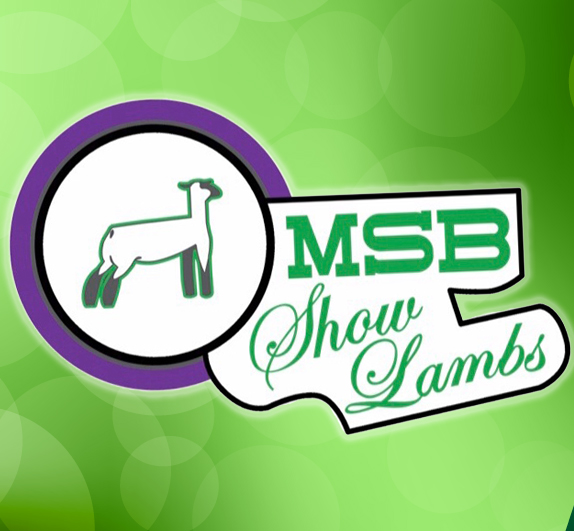 MSB Suffolk Club Lambs